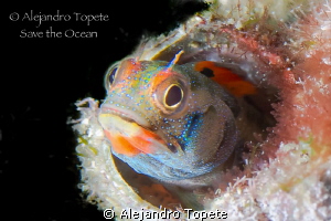 Beuty Blenny, Acapulco Mexico by Alejandro Topete 